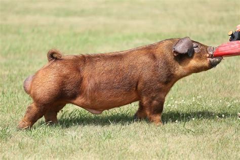 The best time to order is Monday and Thursday mornings. . Showpig boar sires